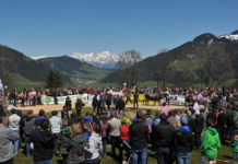 Großartige Leistungsschau der Grauviehzüchter in der Wildschönau