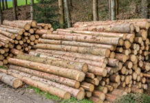 Kampagne “Holzreiches Österreich” gestartet