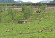 Geflügelpest: Sicherheitsmaßnahmen seit 30. Mai vollständig aufgehoben