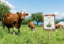 Heumilchbauern lassen Bienen summen