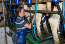 Österreichischer Erzeugermilchpreis stieg im März weiter an