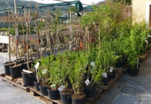 Auer: Mehr Klarheit im Pflanzgutgesetz beschlossen