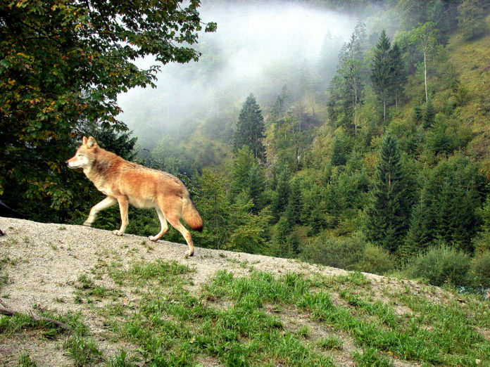 Wolf 1 ID76793