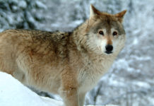 Schafe über Nacht in den Stall als Schutz vor Wolf