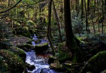 Österreichischer Forstverein: Große Verunsicherung durch Natura 2000-Umsetzung