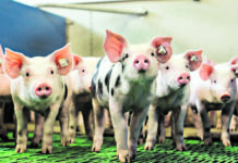 Schweinemarkt: „Es passt wieder“