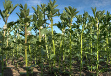 Pflanzenschutz auf ökologischen Vorrangflächen könnte bald ein Ende haben