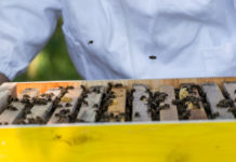 Hohe Bienenverluste im vergangenen Winter in Österreich