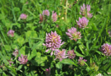 Vorgezogene Nutzung von Biodiversitätsflächen im Grünland in bestimmten Bezirken möglich