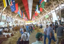 150 Jahre Rieder Messe: Mit neuen Konzepten zur österreichischen Tierzucht-Leitmesse