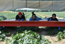 Asylwerber im Ernteeinsatz