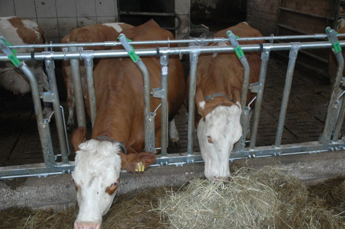 Bräuer
