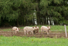 Afrikanische Schweinepest: Freilandhaltung von Hausschweinen wird eingeschränkt