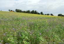 Rupprechter: Sofortmaßnahmen gegen drohende Futtermittelknappheit