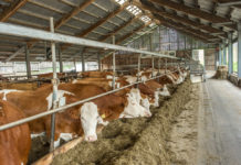 EU-Kommission startet Plattform zum Thema Tierschutz