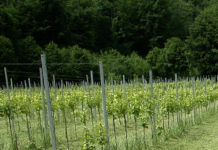 Warnmeldungen für Obst- und Weinbau