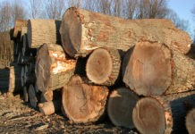 Ganzheitliche Betrachtung stellt Waldleistungen sicher