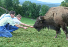 Wo die wilden Rinder grasen