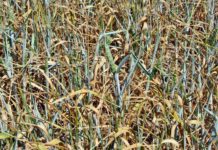 Bringt die Frühsommertrockenheit endlich eine Preiswende bei Getreide?