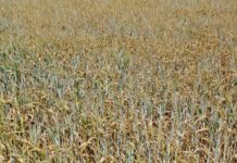 Dürre hat heuer bereits 100 Mio. Euro Schaden auf den Feldern verursacht