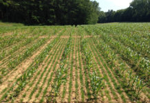 Potenzial von Untersaat im Maisanbau