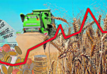 Getreidemarkt: Trotz regionaler Einbußen ist wenig Luft nach oben