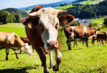 Haftet der Tierhalter bei Unfall mit Weidevieh?