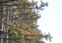 Die Schwarzkiefer ist durch Pilzbefall bedroht