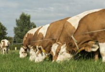 Kompromissloser Qualitäts-Rindfleisch-Weg