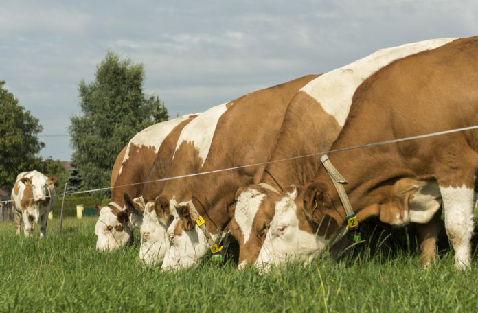Auf Einer Koppelweide 22 ID67785
