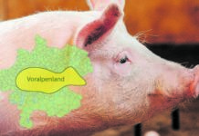 „Voralpenlandschwein“ – VLV will neue Marke im Großhandel etablieren