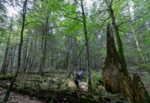 Buchenwälder werden Weltnaturerbe