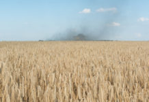 Trockenheit in mehreren Bundesländern drückt Ernteerwartungen