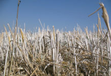Regelmäßige Kalkung fördert die Bodenfruchtbarkeit