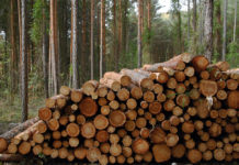 In drei Monaten zum Waldmanager