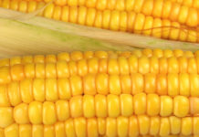 EU-Kommission genehmigt vier weitere GV-Mais- und Baumwollsorten
