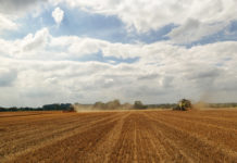 Laufende Getreideernte deutlich unter dem Vorjahr