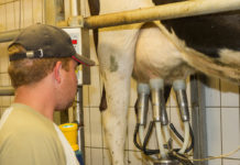 Österreichischer Erzeugermilchpreis legte im Juni weiter zu