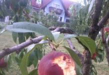 Zahlreiche Hagelunwetter verursachten schwere Schäden in der Landwirtschaft