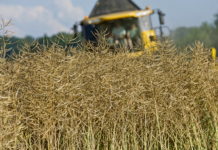 Das „schwarze Gold“ steht kurz vor der Ernte