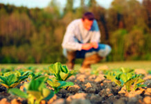 Mechanische Unkrautbekämpfung bei Acker- und Sojabohne – Teil II
