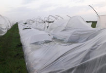 Orkanartiger Sturm verursacht in der Landwirtschaft Millionenschaden