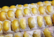 warndienst.lko.at – Mykotoxin-Monitoring startet