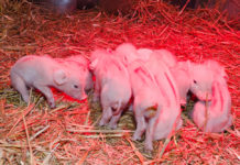 Erstmals Resistenz von Ferkel-Durchfallparasit gegen primären Wirkstoff bestätigt