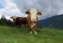 Wolf, Natura 2000, Strukturwandel: Almbewirtschaftung in Gefahr