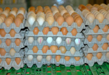Landwirtschaftsminister Rupprechter: Herkunftskennzeichnung für Eier ausweiten