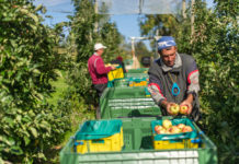EU-Apfelernte wird heuer um 21 Prozent geringer ausfallen