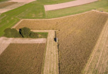 Hitze und Trockenheit minderten die Getreideernte 2017