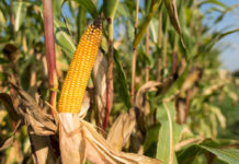 EU erhebt wieder Importzölle