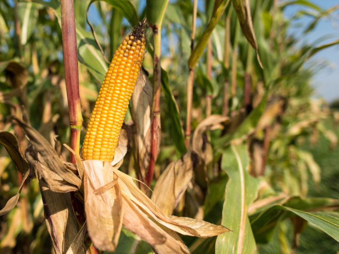 Mais Kolben 34 ID79344